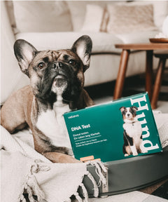 Hund sitzt neben Vetevo-DNA-Testkit auf Couch, umgeben von gemütlicher Wohnzimmeratmosphäre.