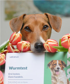 Hund steht hinter Wurmtest-Box, umringt von Tulpen. Text: