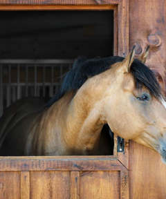 Pferd schaut aus einem Holzstallfenster, entspannt in ruhiger Stallumgebung.
