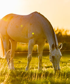 Pferd weidet friedlich auf einer sonnigen, grünen Wiese bei Sonnenuntergang.