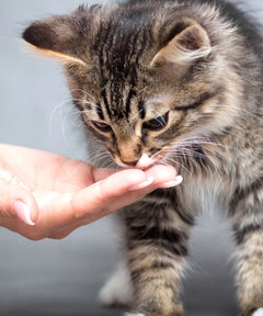 Junge Katze schnuppert an ausgestreckter Hand in einem Innenraum.