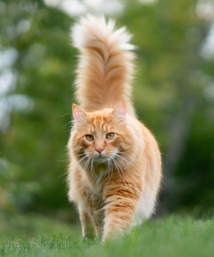 Rote Katze läuft selbstbewusst auf einer grünen Wiese mit unscharfem Hintergrund.
