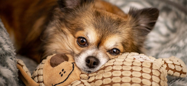 Der Chihuahua im Rasseportrait
