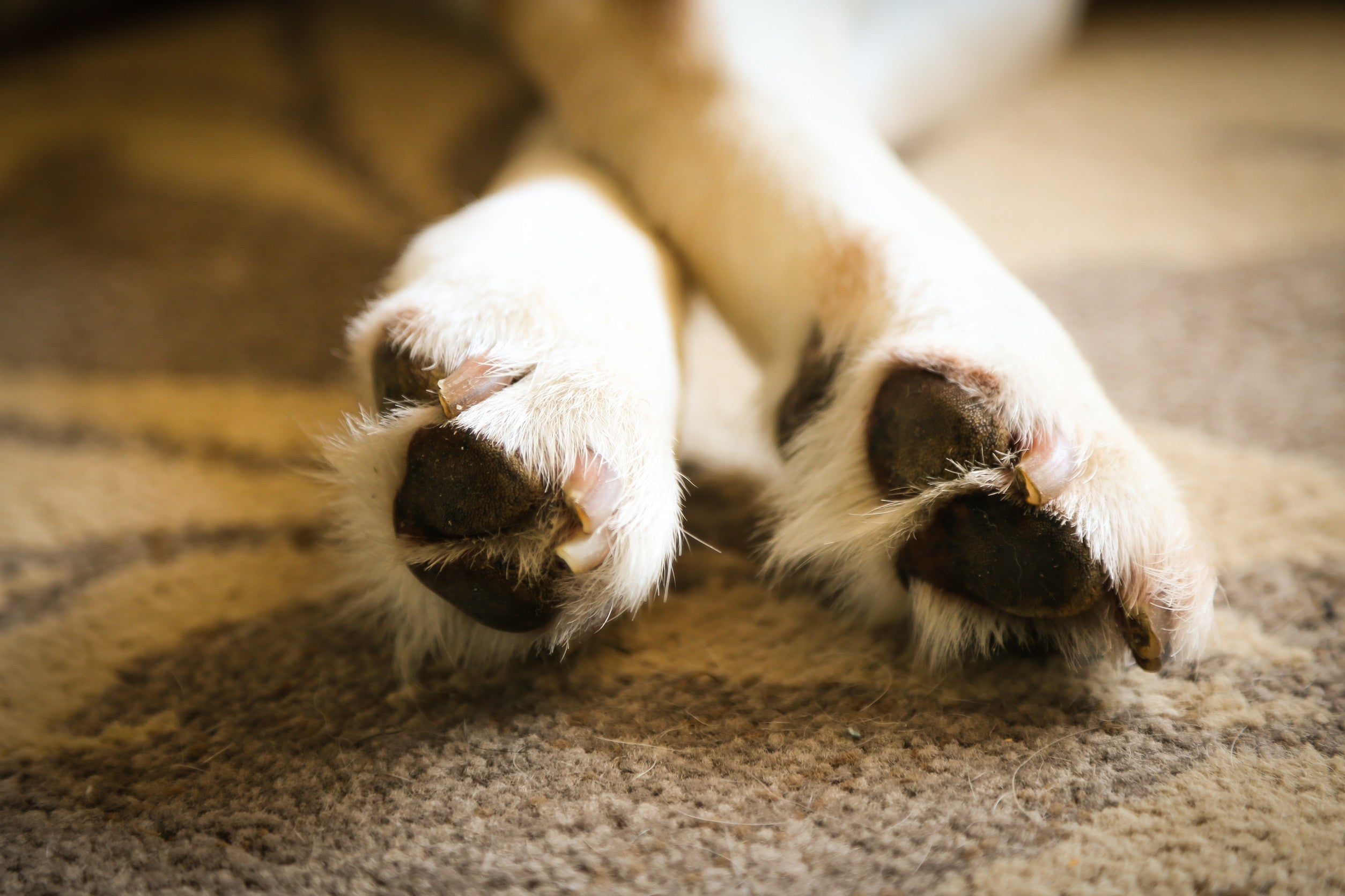 Hund leckt sich die Pfoten: das kann dahinterstecken