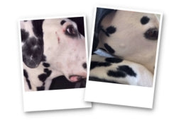 Unverträglichkeiten & Allergien Hund