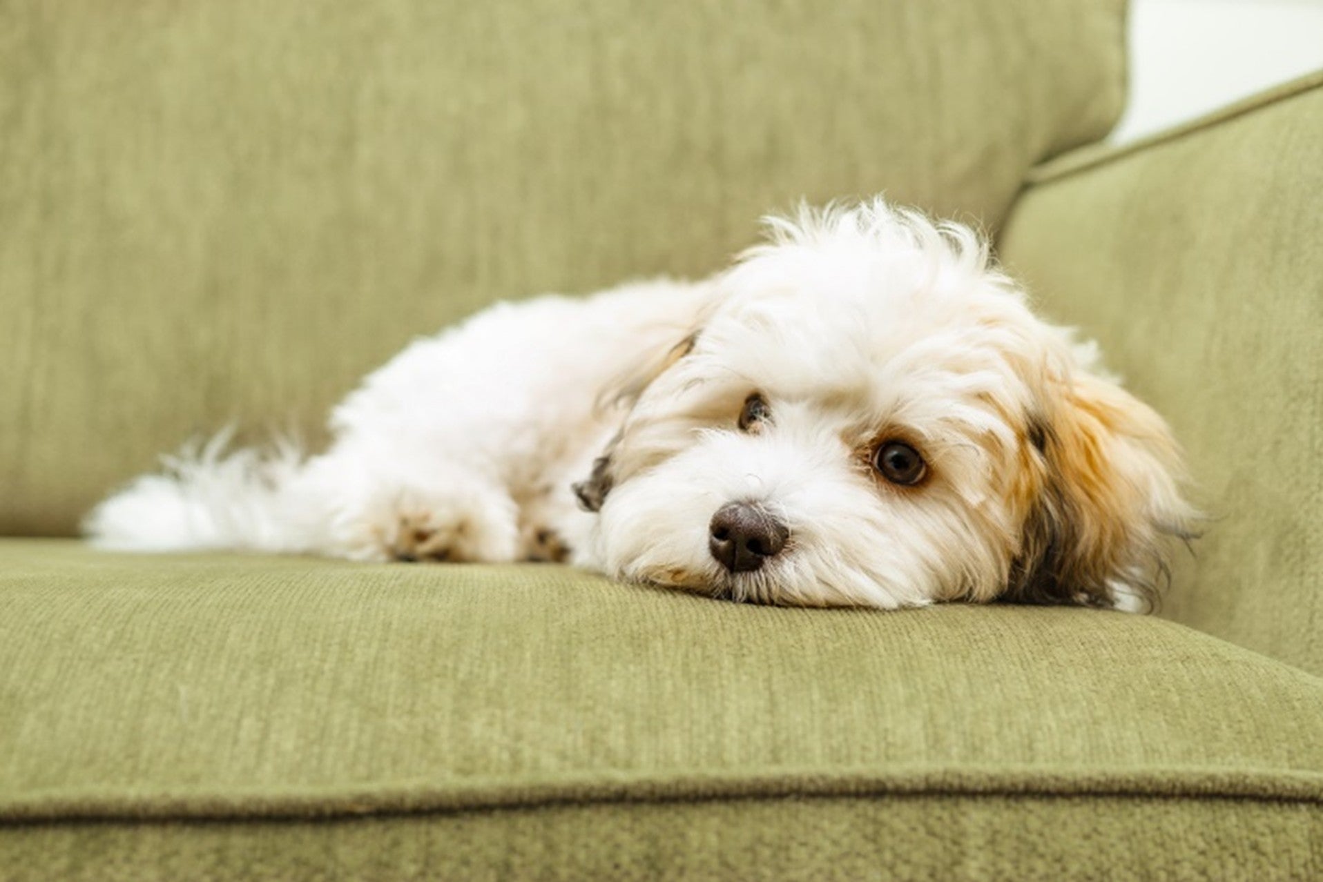 Bauchschmerzen beim Hund erkennen und behandeln