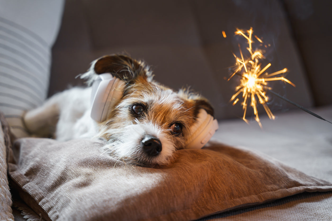 Silvester mit Hund – Party oder Herausforderung?