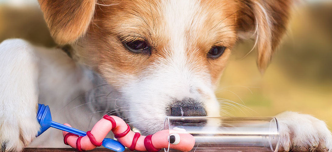 Die Kotuntersuchung beim Hund auf Parasiten