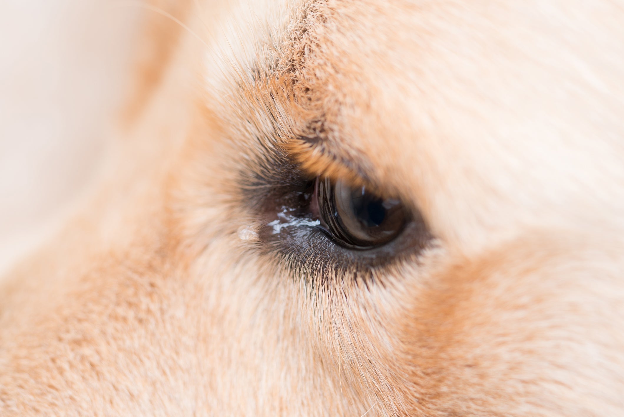 Tränende Augen beim Hund und was du jetzt tun kannst