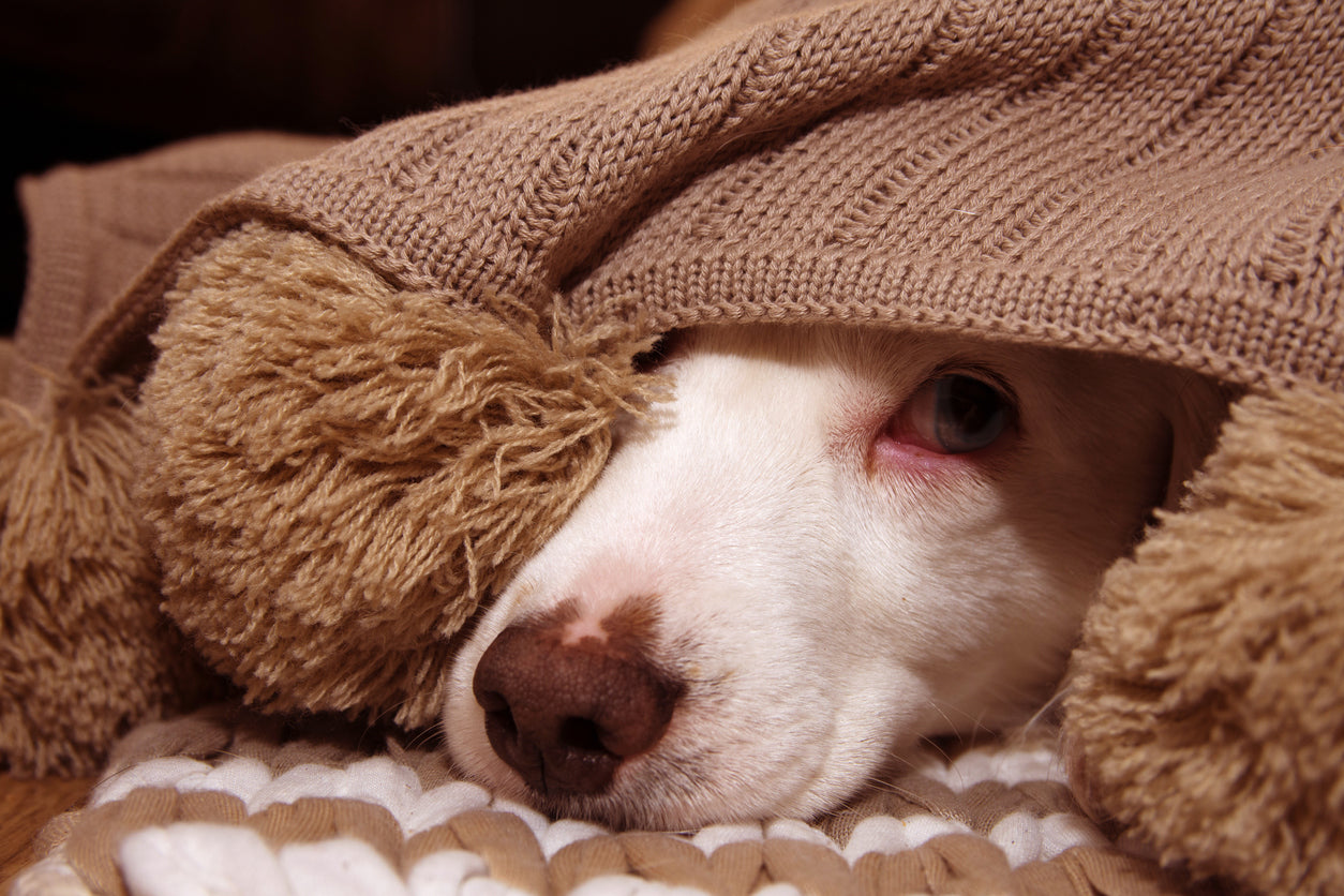 Darmsanierung beim Hund: Tipps für einen gesunden Darm