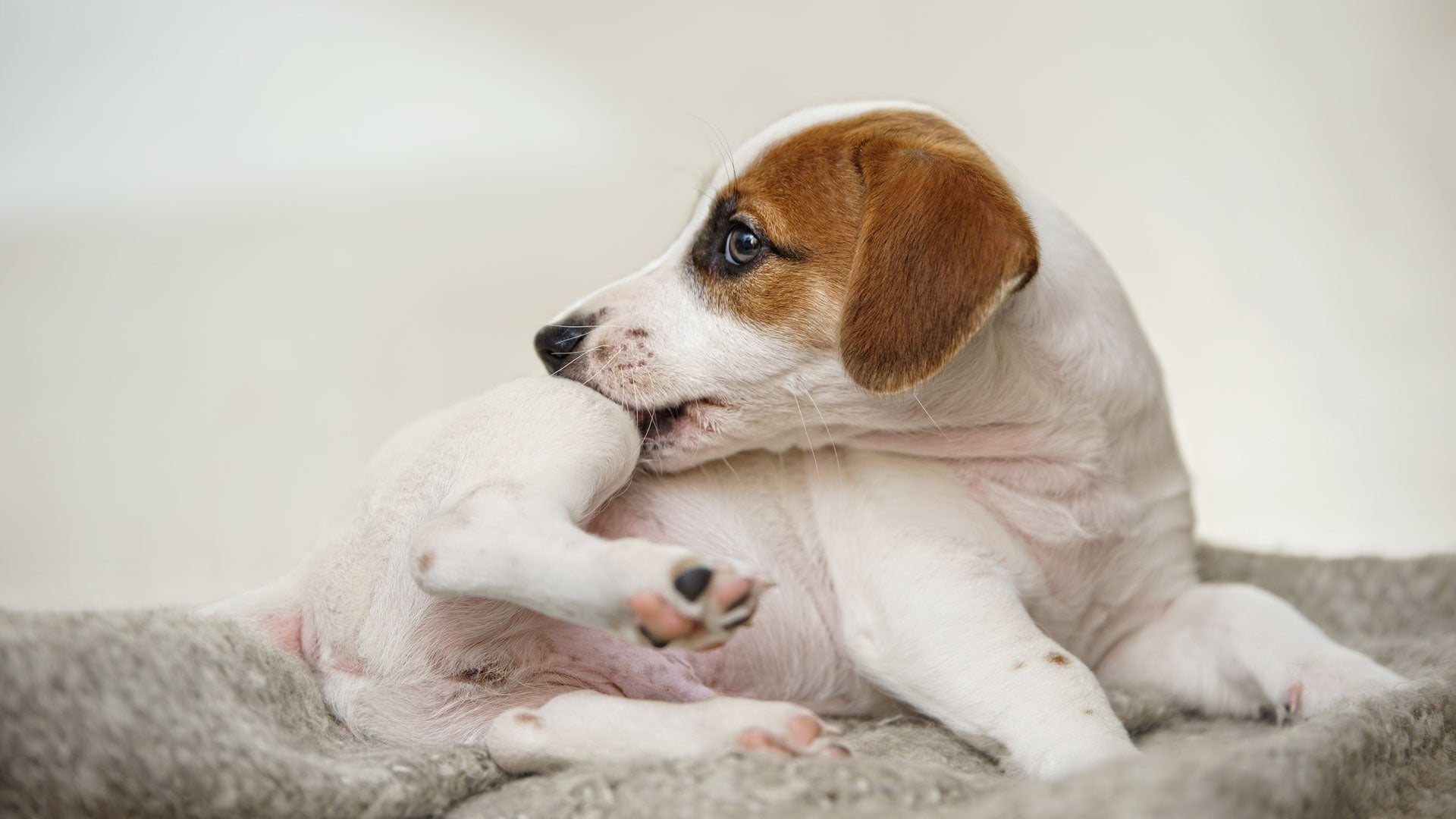 Allergien beim Hund