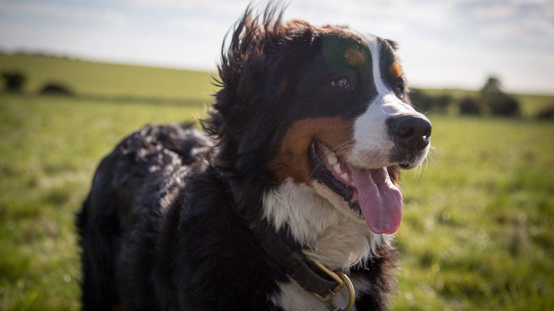 Der Berner Sennenhund im Rasseportrait