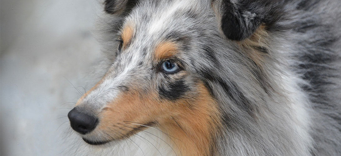 MDR1-Gendefekt beim Hund