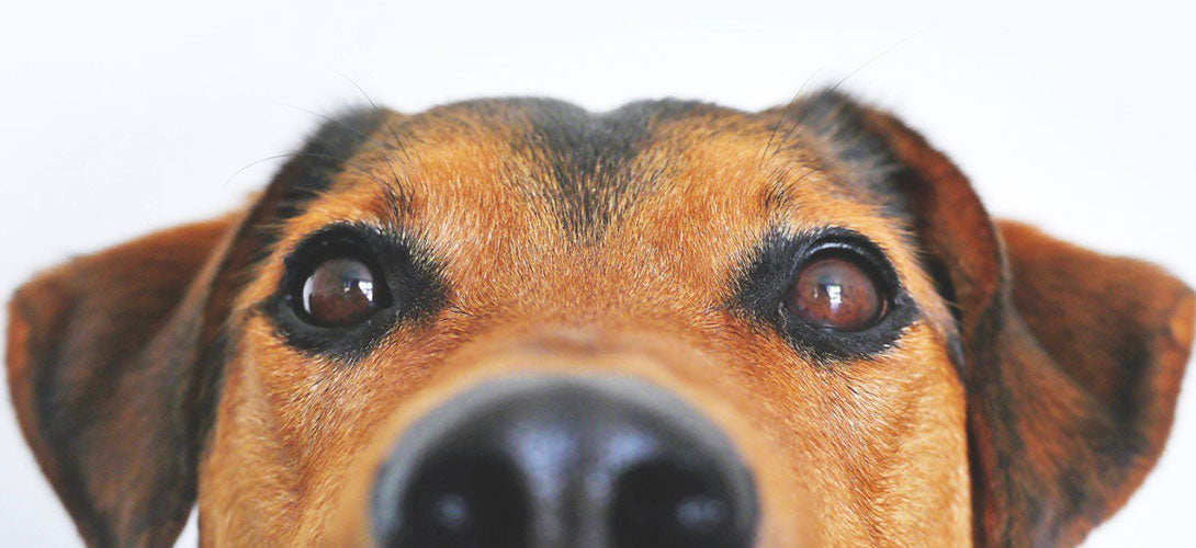 Trächtigkeit beim Hund: Anatomie, Hormone & Geburt