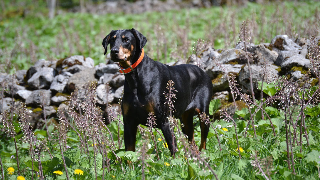 Dilatative Kardiomyopathie (DCM) - Die Dobermannkrankheit