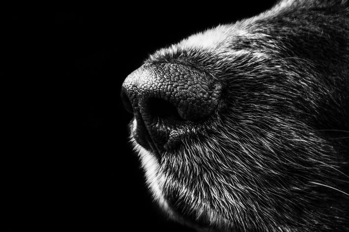 Euthanasie beim Hund - Die Furcht vor dem Einschläfern