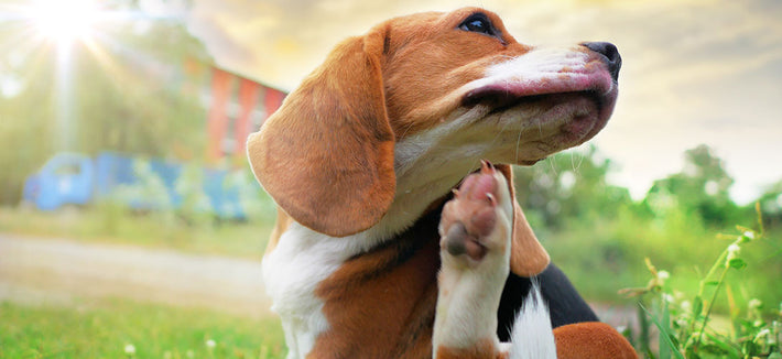 Flöhe beim Hund: Arten, Vermehrung und Risiken