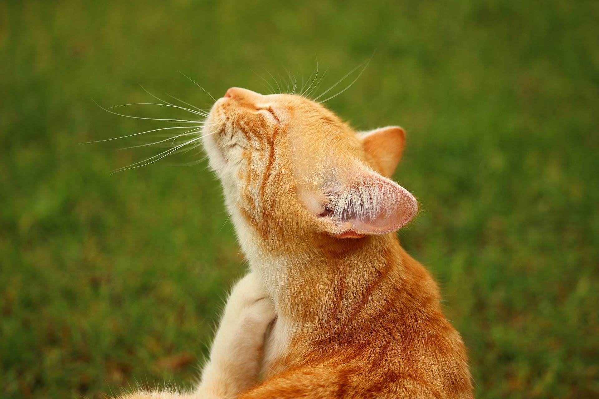 Katzenflöhe und Zecken bei Katzen: Das solltest du wissen