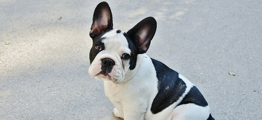 Warum Sie keine Französische Bulldogge kaufen sollten