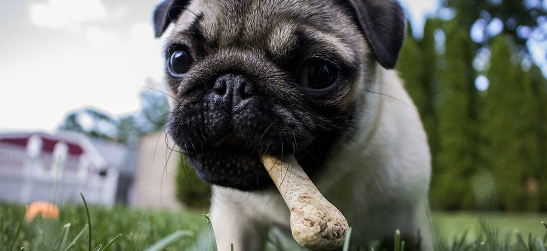 Futtermittelallergie beim Hund