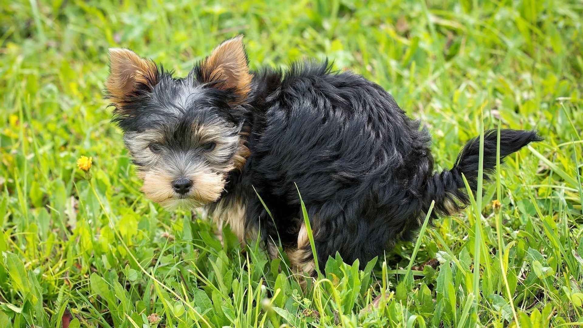 Giardien beim Hund