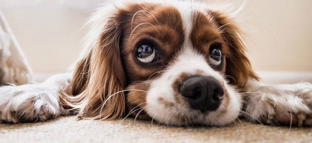Handlungsempfehlungen zur Vorbeugung und Behandlung von Lungenwürmern beim Hund