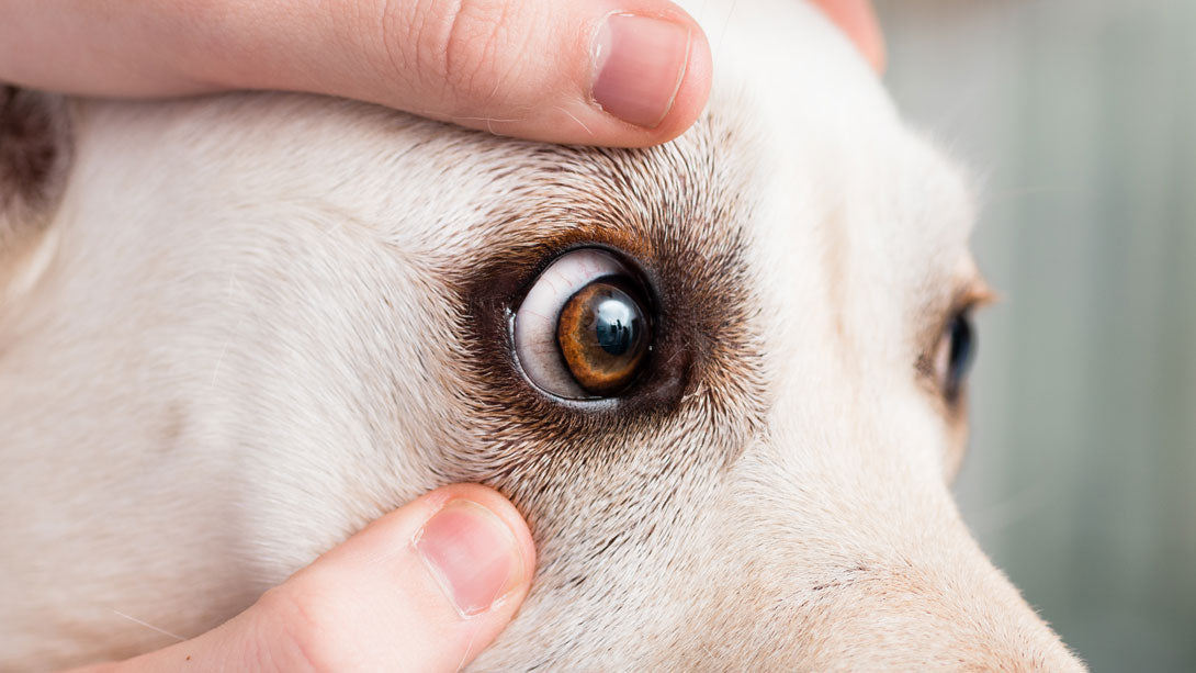 Hornhautverletzung beim Hund
