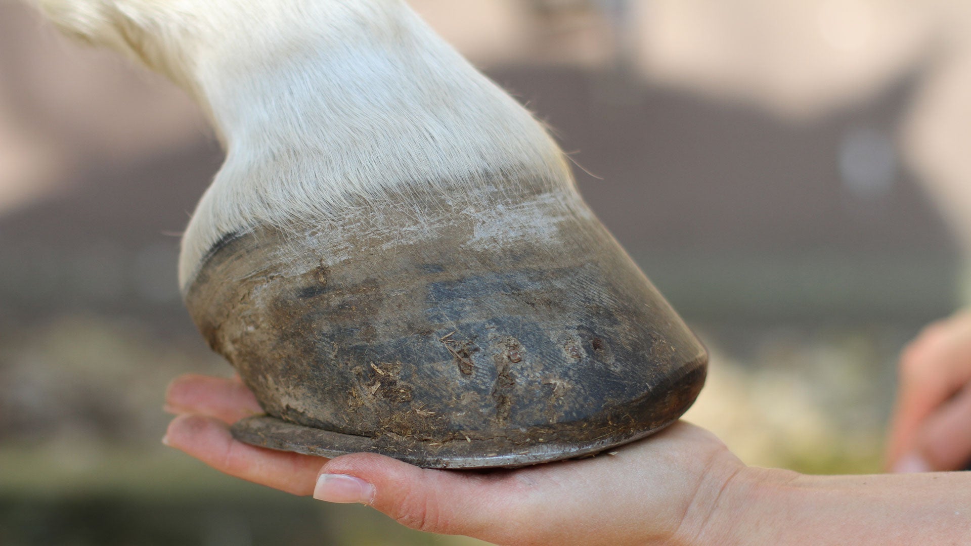 Hufkrankheiten beim Pferd