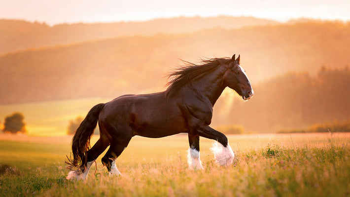 Hufpflege beim Pferd: In 8 Schritten zum gesunden Pferdehuf