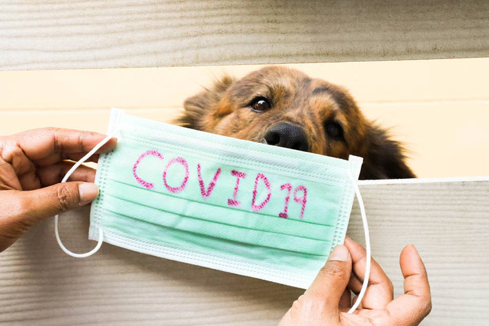 Dein Haustier und COVID-19 - das musst du als Tierbesitzer wissen