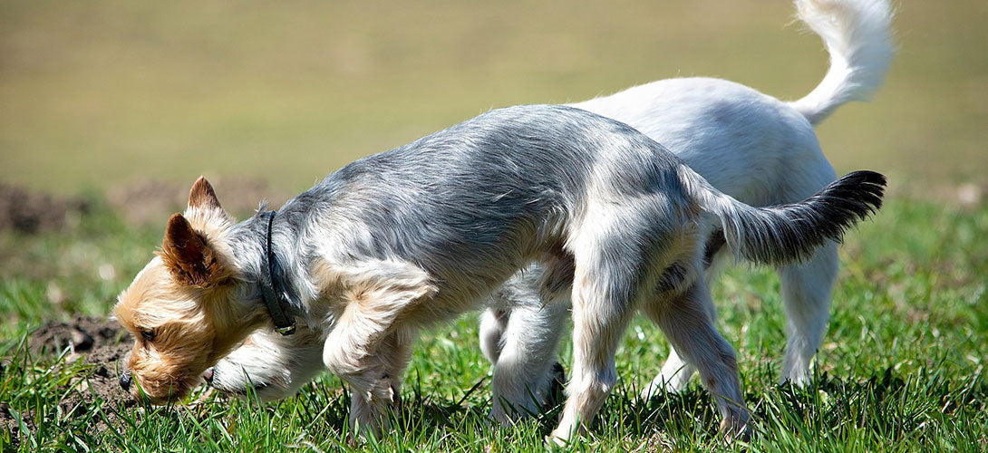 Warum fressen Hunde Kot?