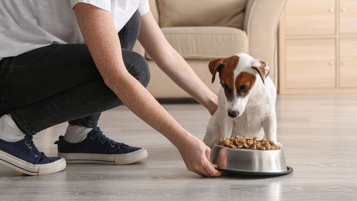 Hund frisst nicht: Das kann der Grund sein