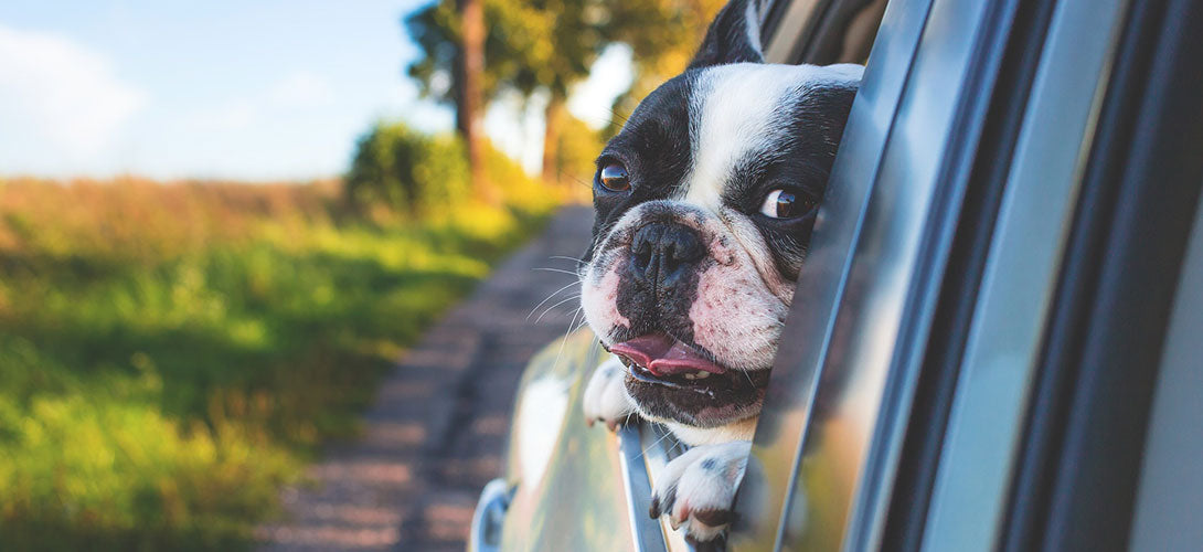 Der Hund im Auto und die Hitze - große Hitzschlag-Gefahr