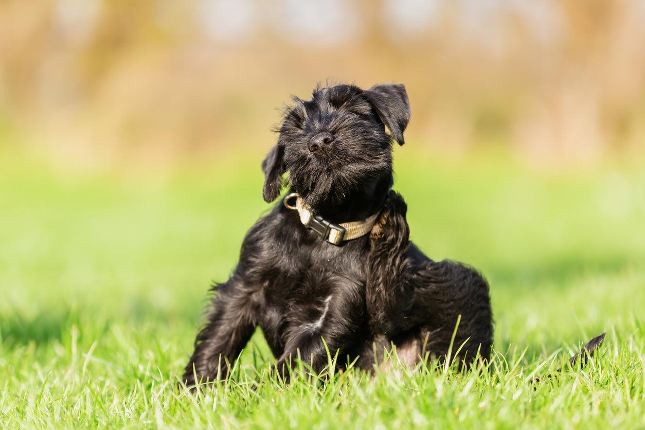 Hund kratzt sich ständig: darauf musst du achten