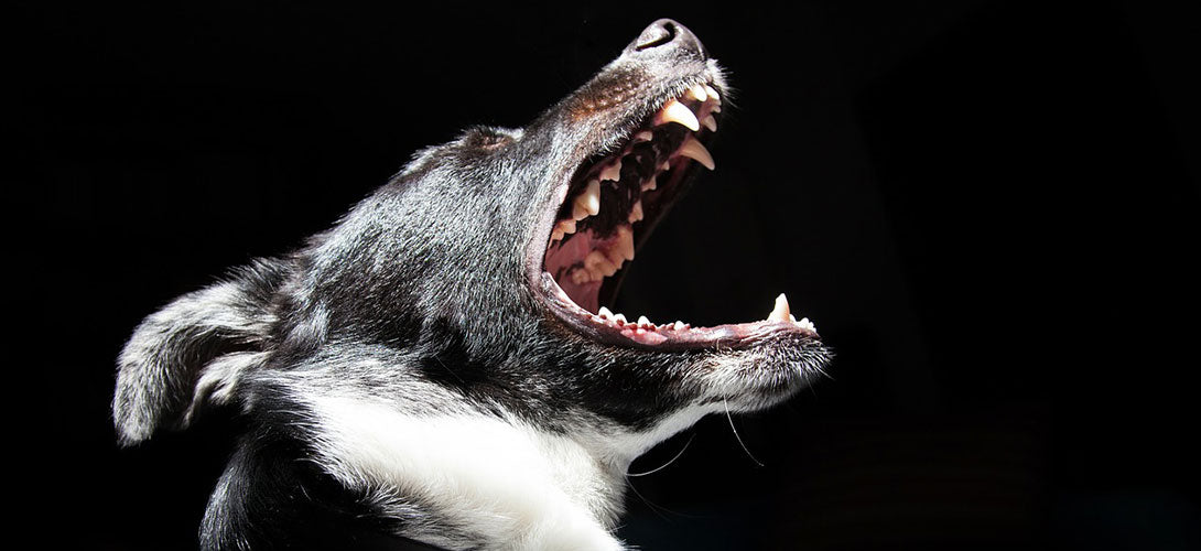 Gute Zahnpflege für ein gesundes Gebiss beim Hund