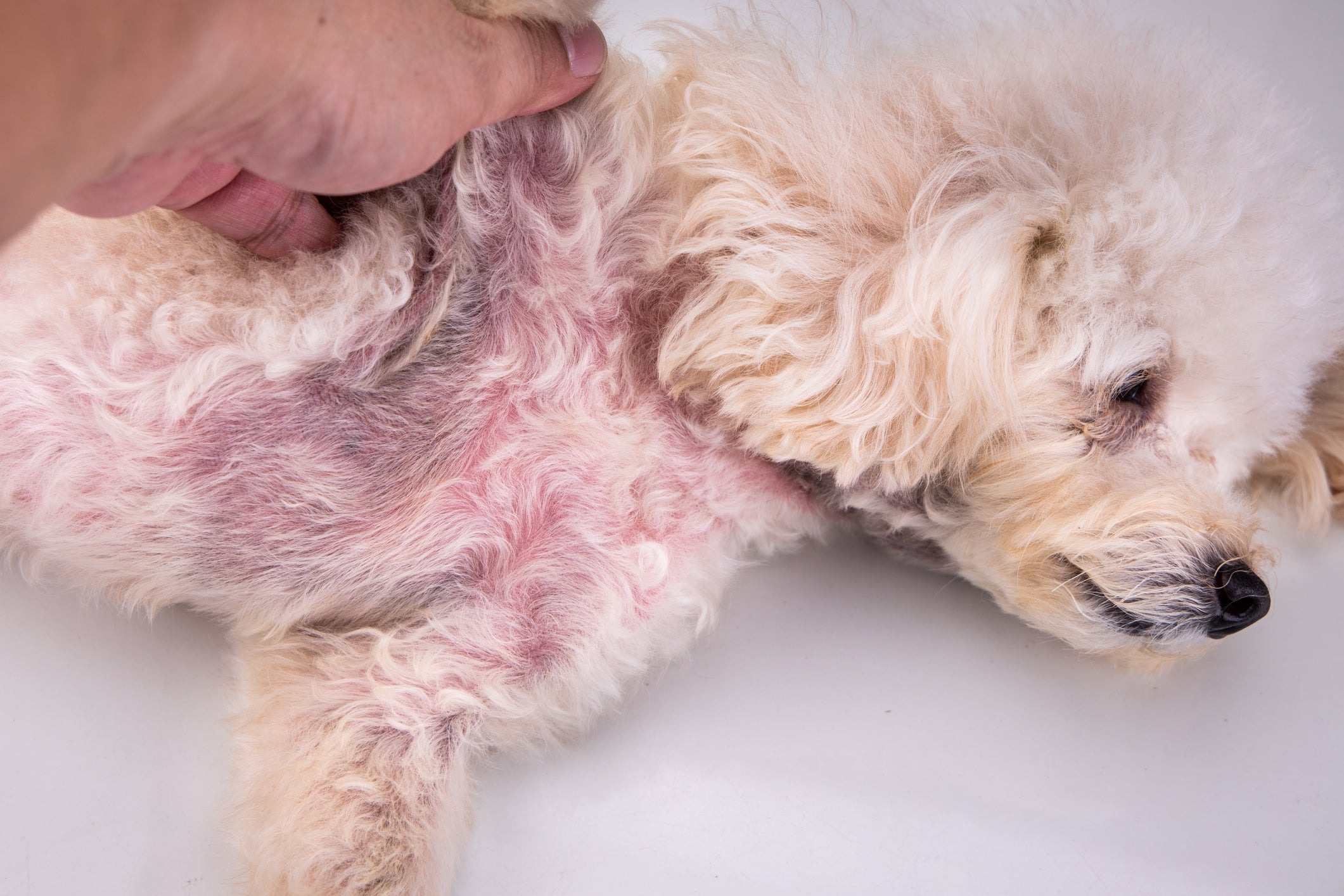 Schuppen beim Hund: Ursachen erkennen & richtig handeln