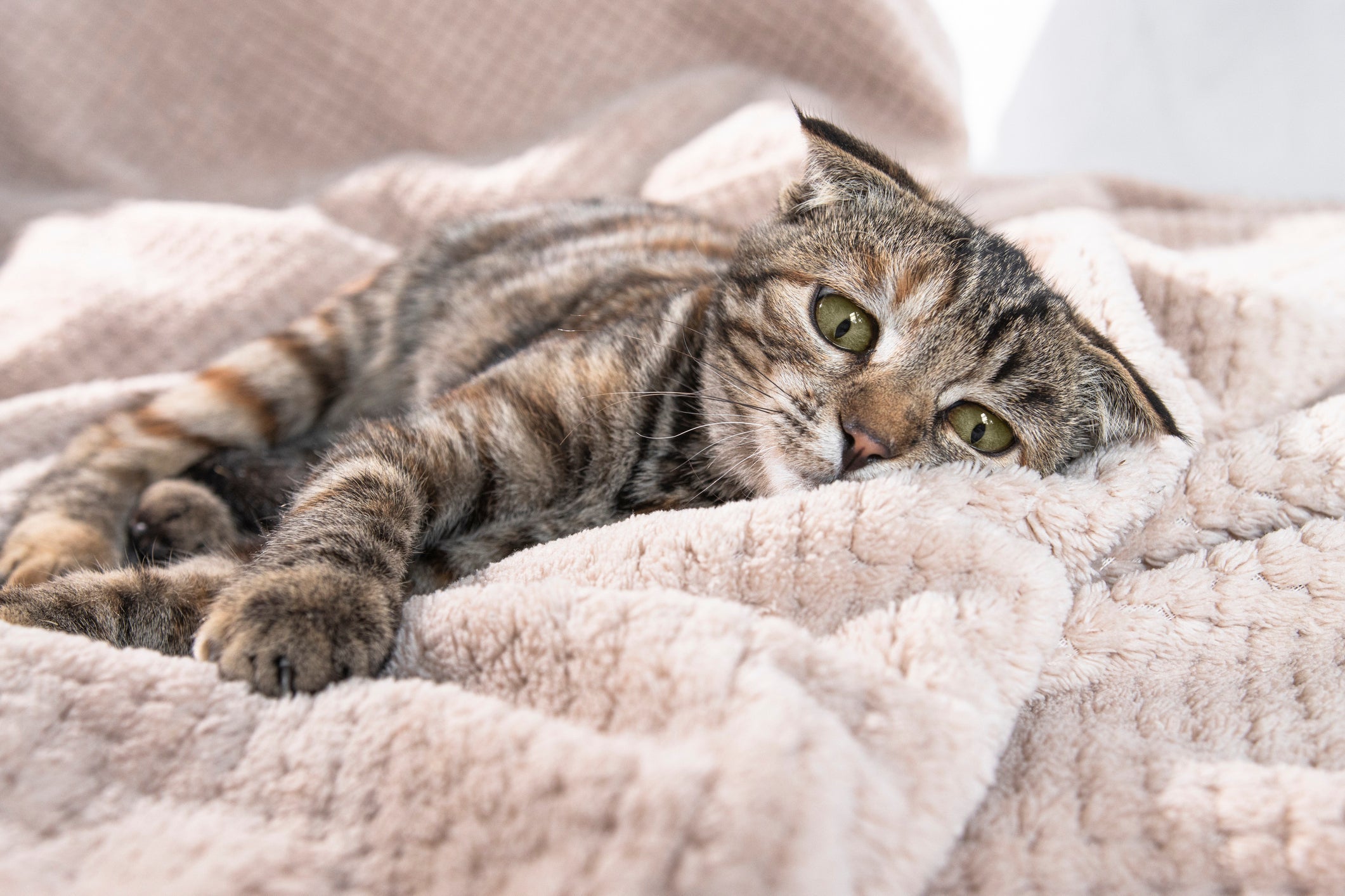 Darmsanierung Katze: Balance für den Verdauungstrakt