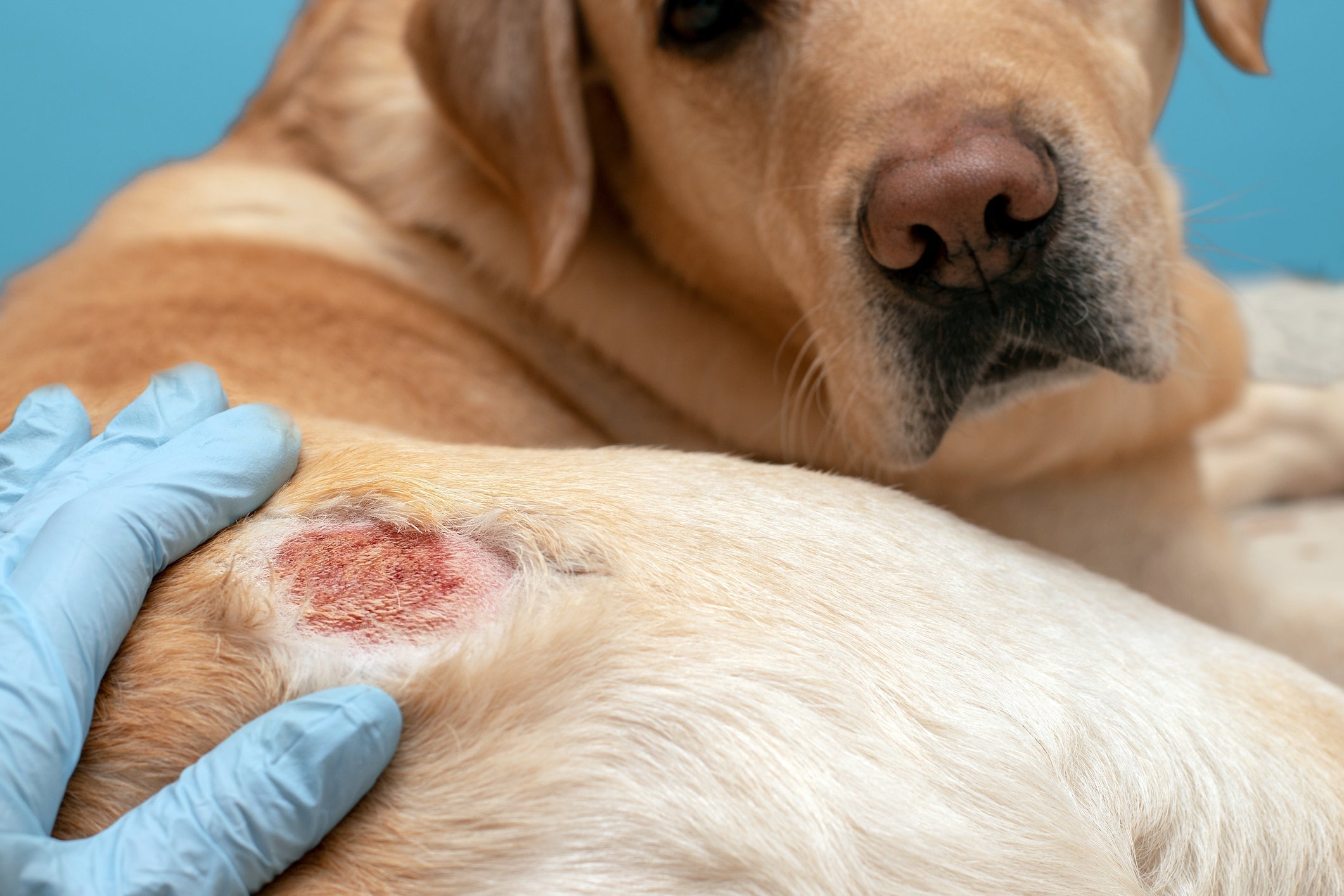 Hot Spot beim Hund: Ursachen, Behandlung & Prävention