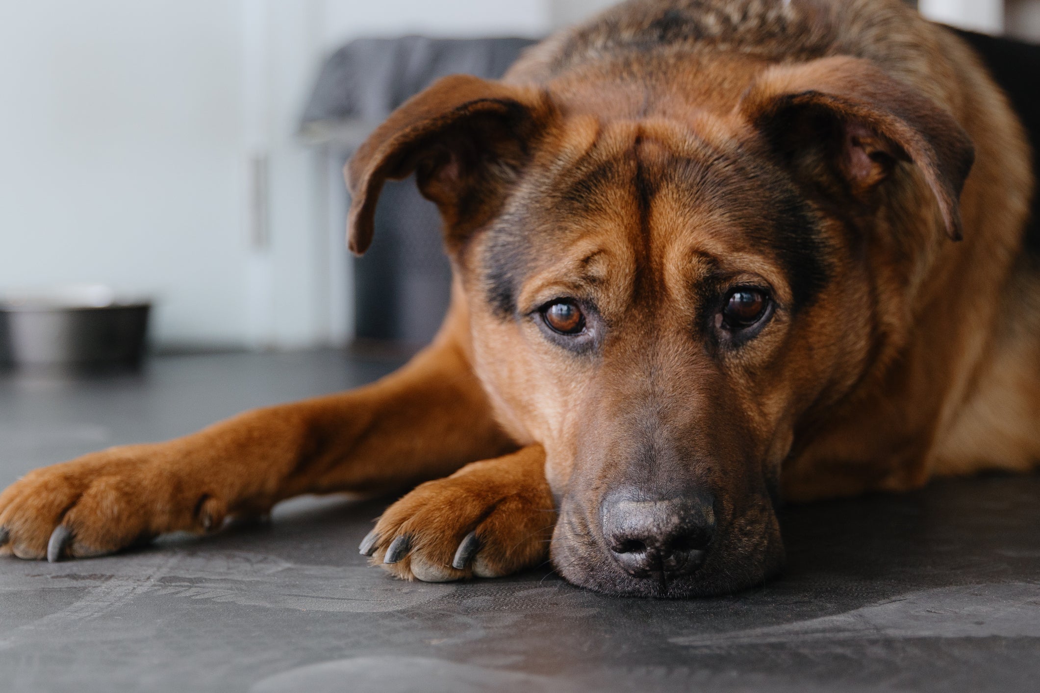 Blut im Stuhl beim Hund: Ursachen erkennen und richtig reagieren