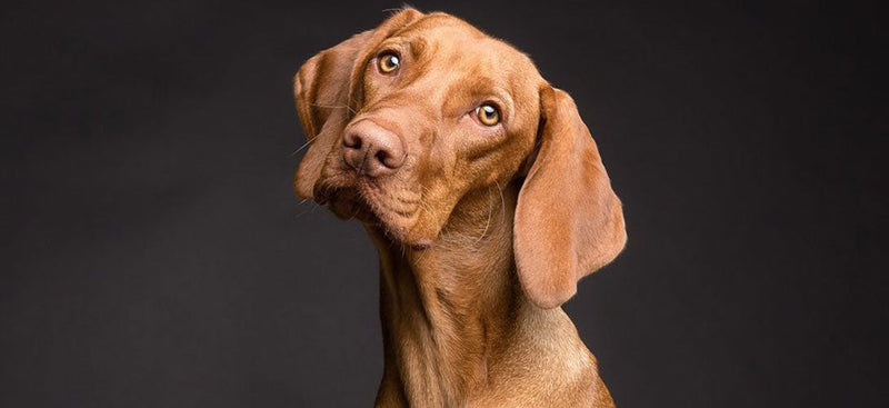 Hund Impfen Ja Oder Nein Impfen Hund Warum & wann solltest du impfen?