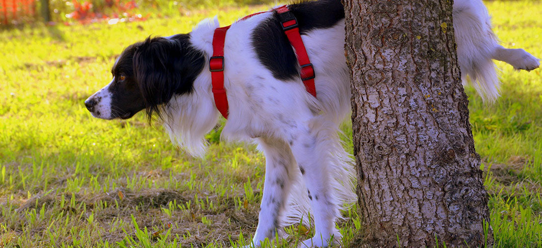 Inkontinenz beim Hund – was Pfützen aussagen