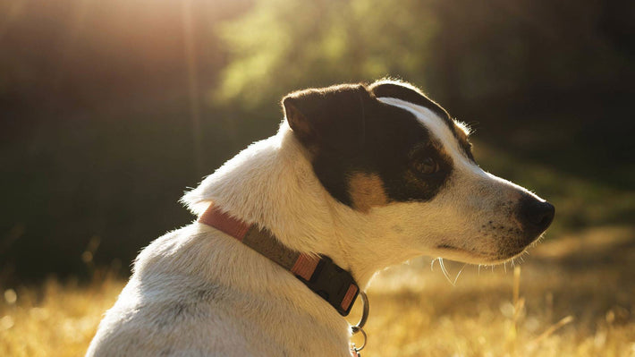 Jack Russell Terrier im Rasseportrait