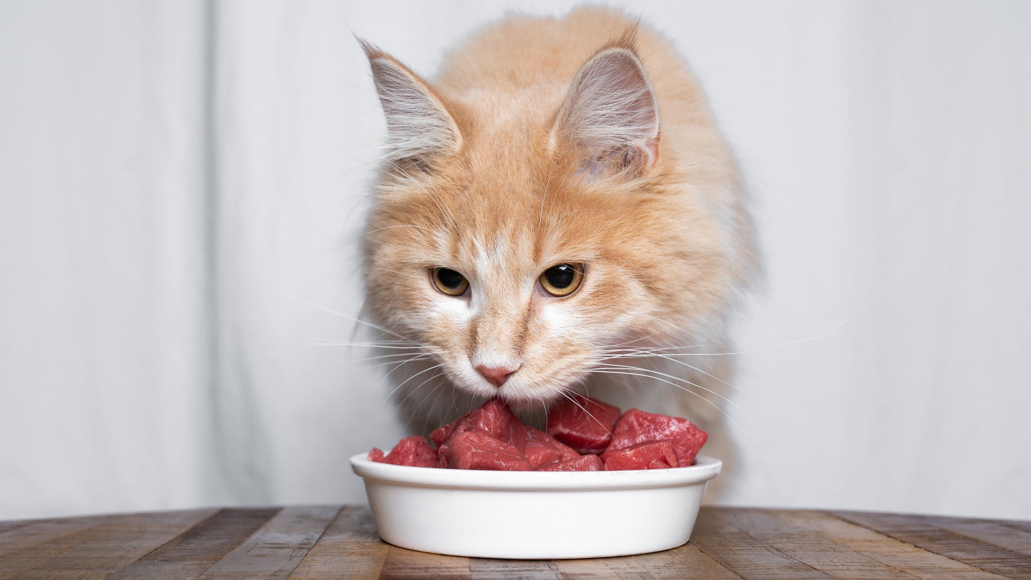 Die Katze barfen - alles über die artgerechte Rohernährung