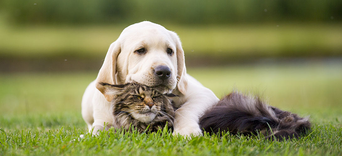 Kokzidien bei Hund und Katze