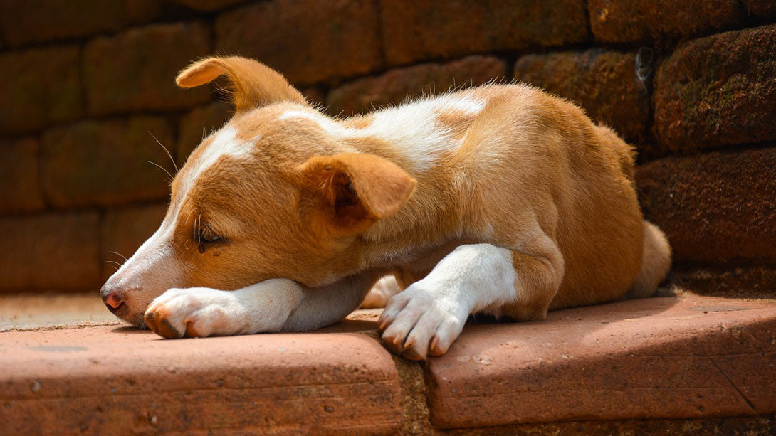 Leishmaniose beim Hund