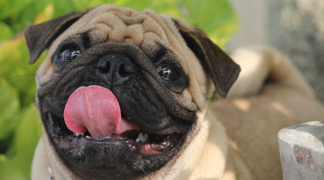 Der Mops im Rasseportrait