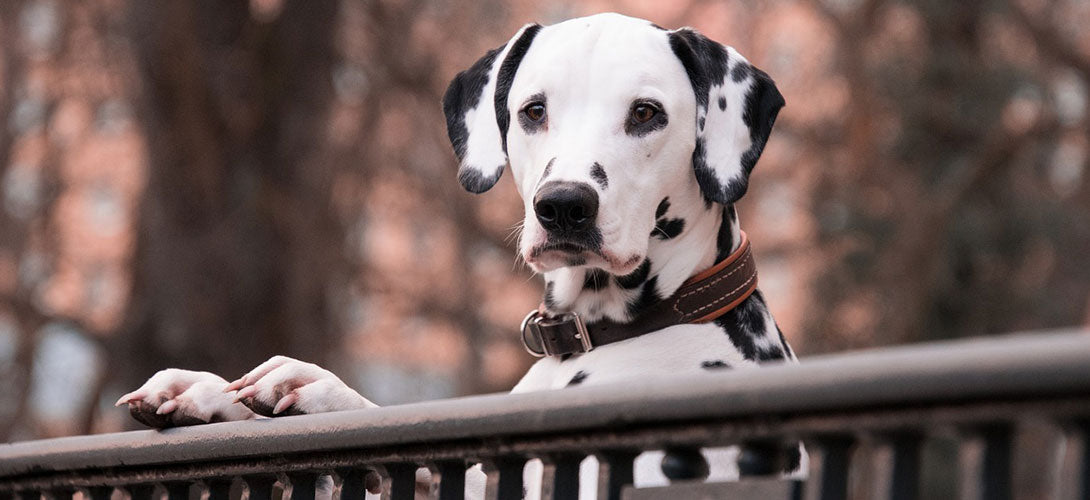 Scheinträchtigkeit beim Hund