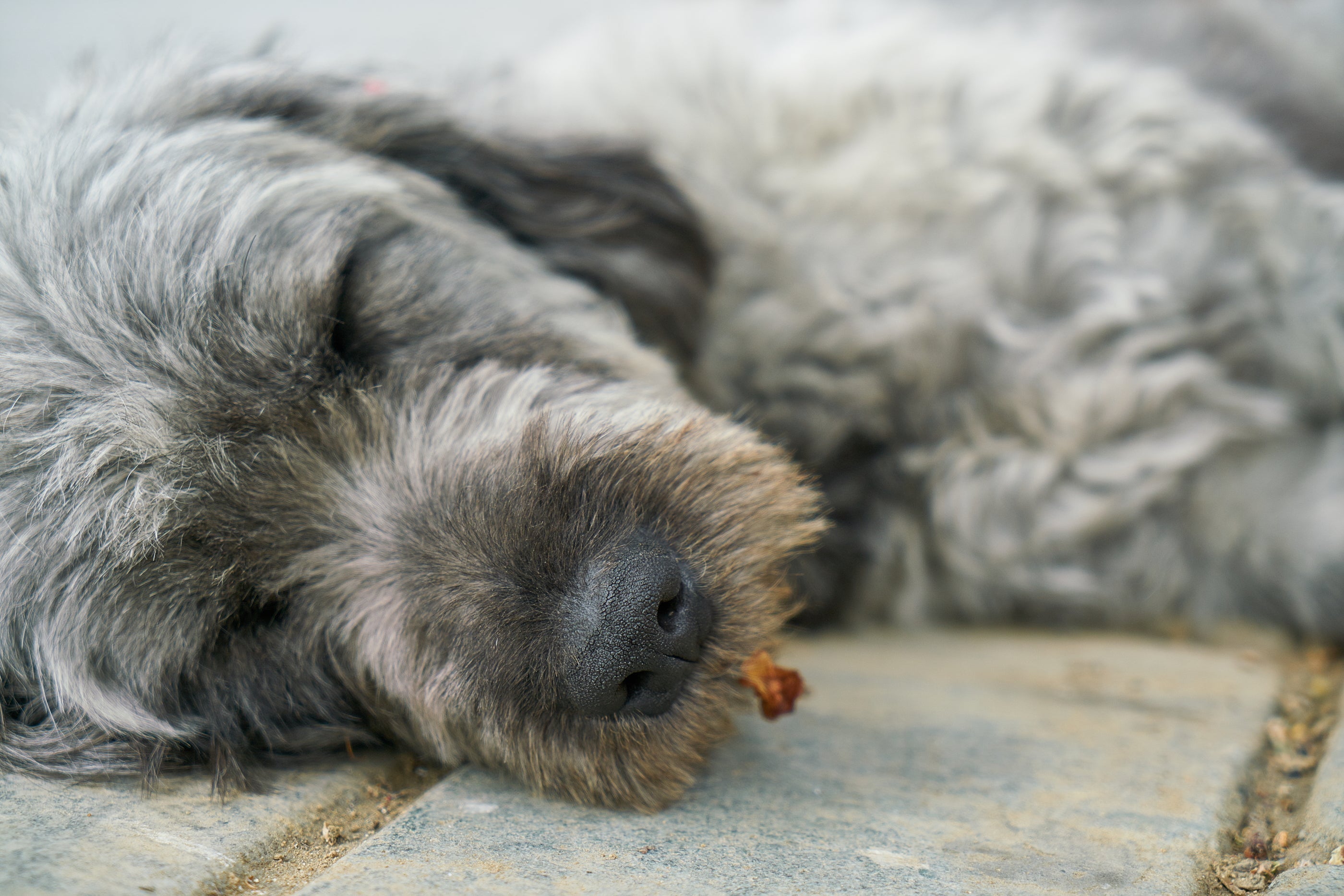 Wurmkur für Hunde: so wirkt sie bei deinem Liebling