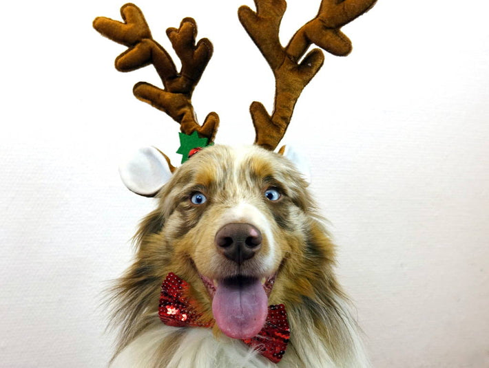 Weihnachtsplätzchen für den Hund