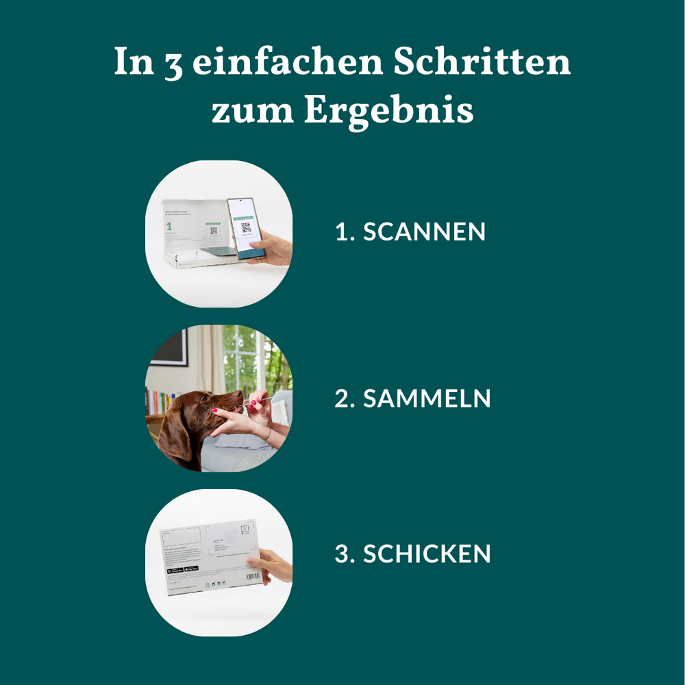 DNA Test Rassebestimmung & MDR1 Hund
